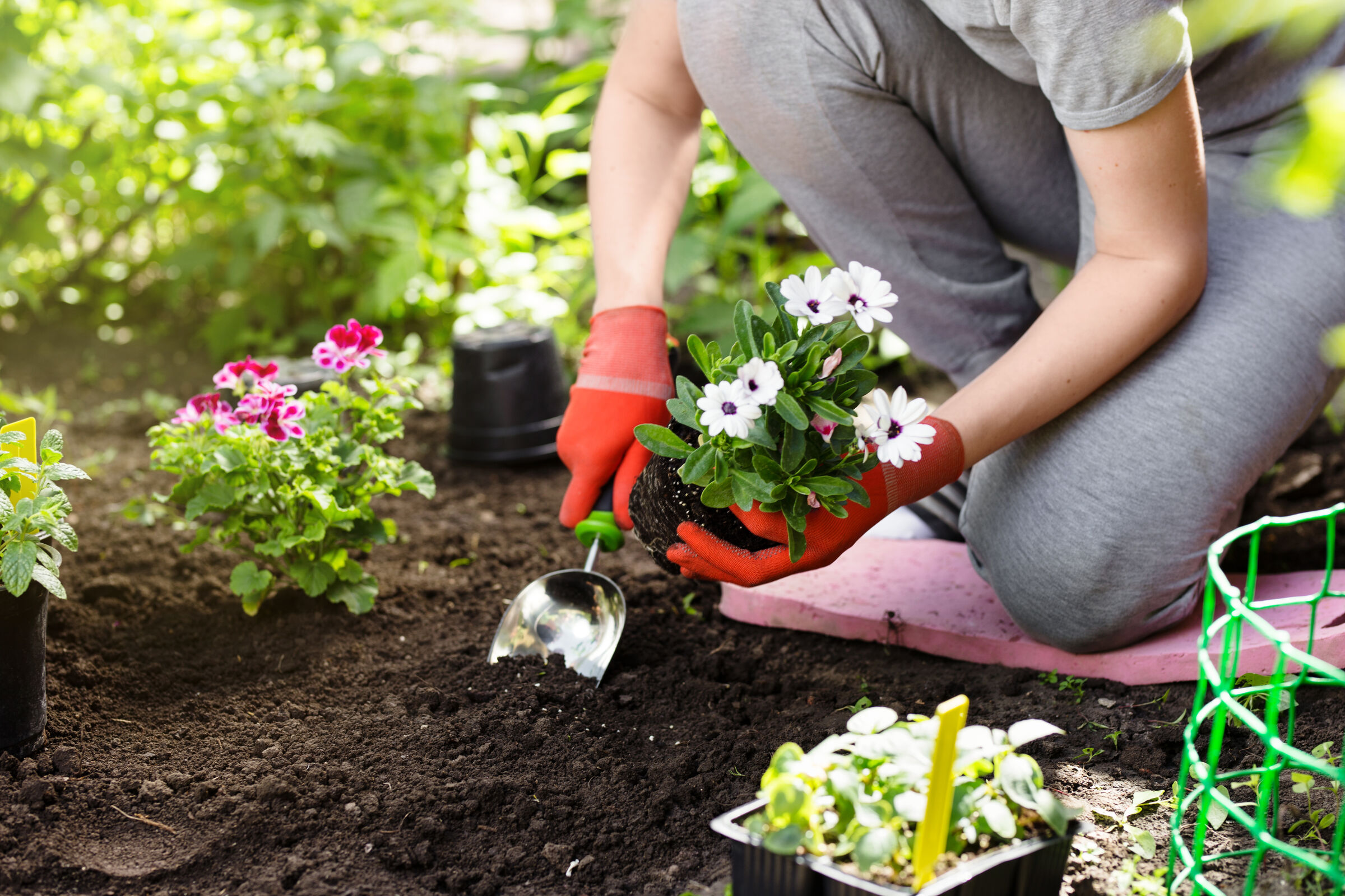 Gardening for Beginners (4 Week Course)