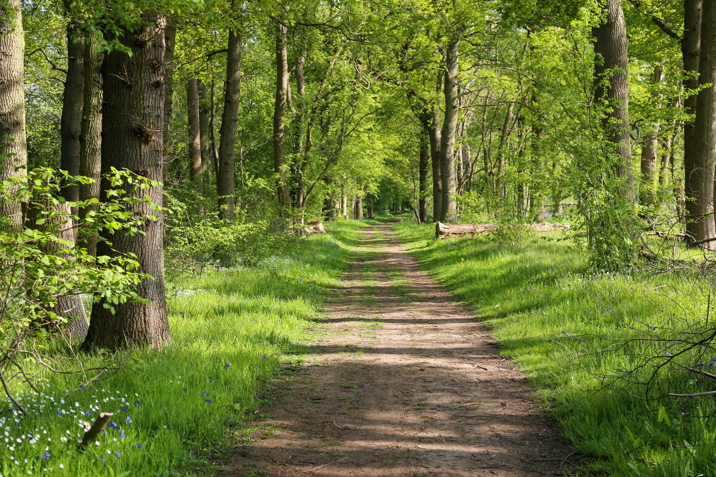 Woodland Wellbeing (Minority Ethnic Carers)